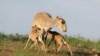 Saiga antelope
