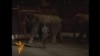 Elephants Saved By Siberian Vodka