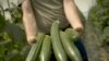 Germans Still Tracking Deadly E. Coli