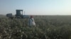 Рабочие на хлопковых полях в Узбекистане. 12 сентября 2012 года. 