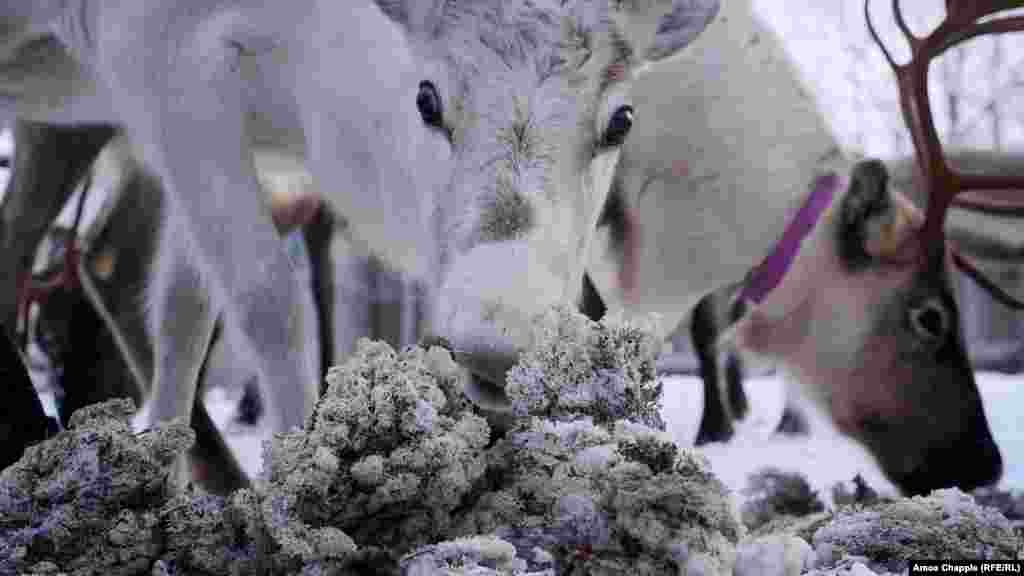 And nothing loves lichen like reindeer. In winter it can make up 90 percent of a reindeer's diet.
