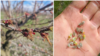 Fructe de caise înghețate într-o livadă din satul Hăsnășeni, raionul Drochia, în noaptea de 6 spre 7 aprilie, când intrase în vigoare un cod galben de îngheț în R. Moldova.