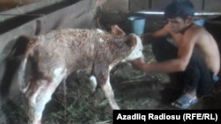 A boy tends to one of the imported cows' calves in Azerbaijan.