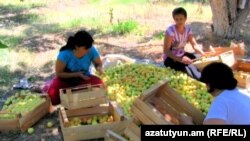 Հայաստան -- Ծիրանի բերքահավաք Արարատյան դաշտում, Հոկտեմբեր գյուղ, արխիվ