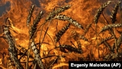 A wheat field burns in the Kharkiv region in July.